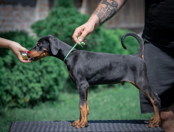 Cuccioli di Dobermann | Foto 2