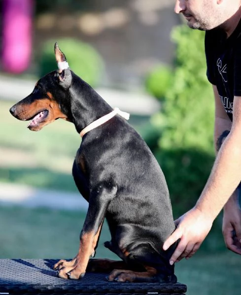 Cuccioli di Dobermann | Foto 1