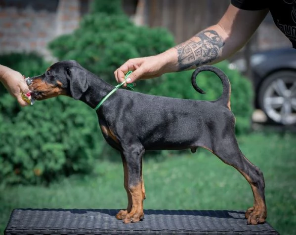 Cuccioli di Dobermann | Foto 0