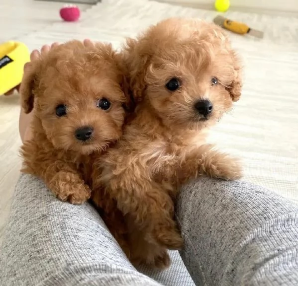 Cuccioli di barboncino Toy Teacup