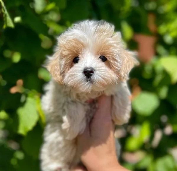 Cuccioli di Maltipoo | Foto 0