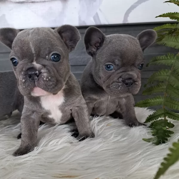 Cuccioli di bulldog francese con pedigree. | Foto 0