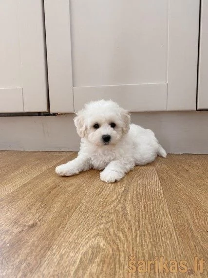 Cuccioli maltesi Incontra la nostra nuova cucciolata! Questi cuccioli maltesi sono sempre felici di 