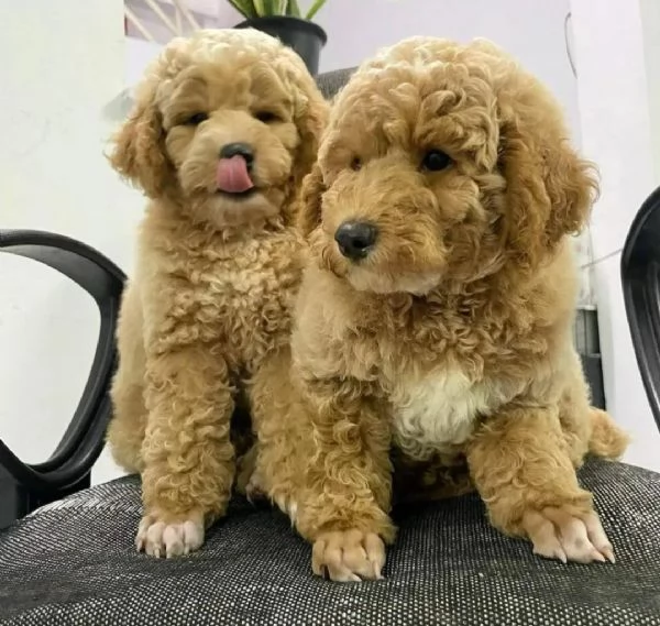 Cuccioli di barboncino