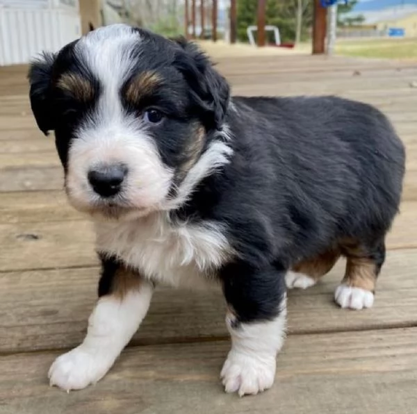 Cuccioli di pastore australiano | Foto 0