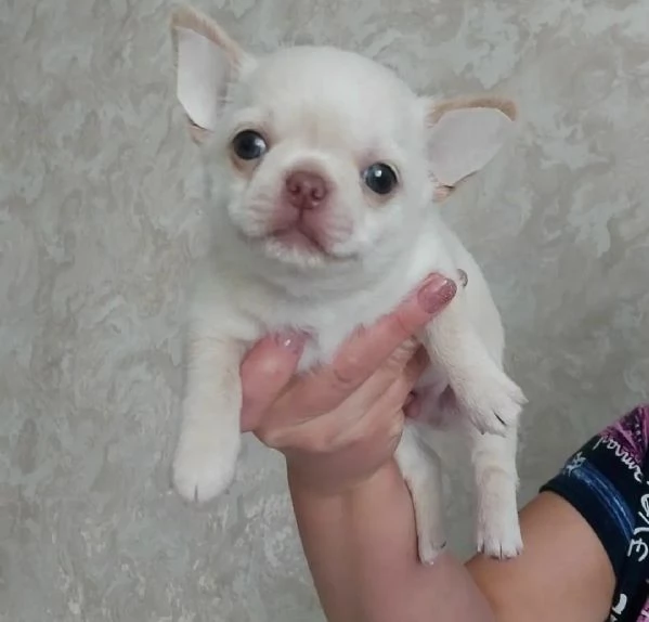 Cuccioli di Chihuahua di razza pura