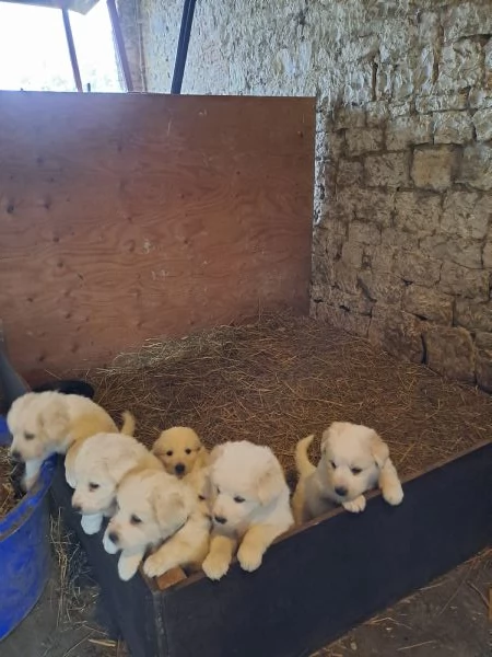 Cuccioli Pastore Maremmano 