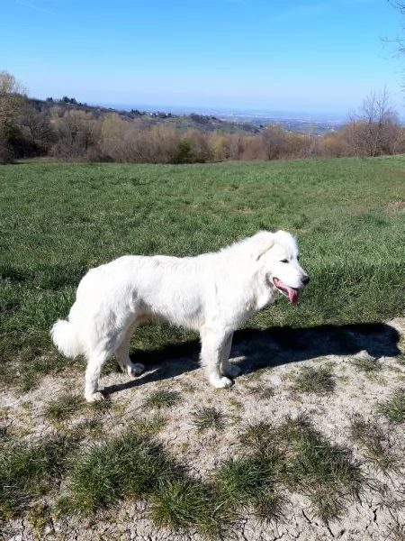 Cuccioli Pastore Maremmano  | Foto 1