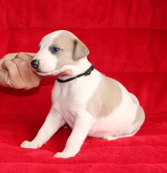 Cuccioli di levriero (whippet) 