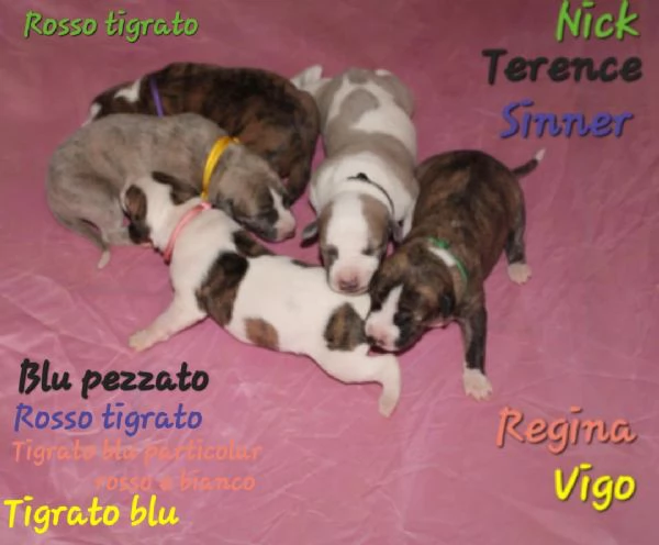 Cuccioli di levriero (whippet)  | Foto 3