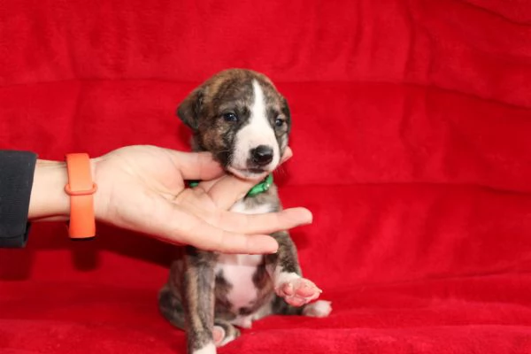 Cuccioli di levriero (whippet)  | Foto 2