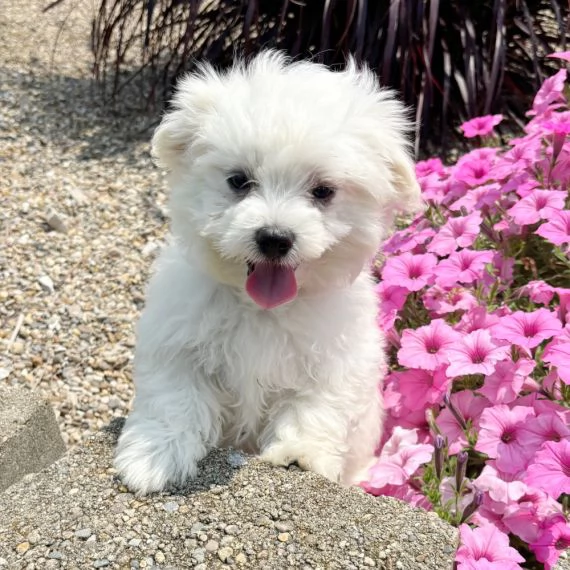 Regalo ALLEVAMENTO MALTESI TAGLIA MINI TOY Ho bellissimi cuccioli maltese pronti per loro nuove case