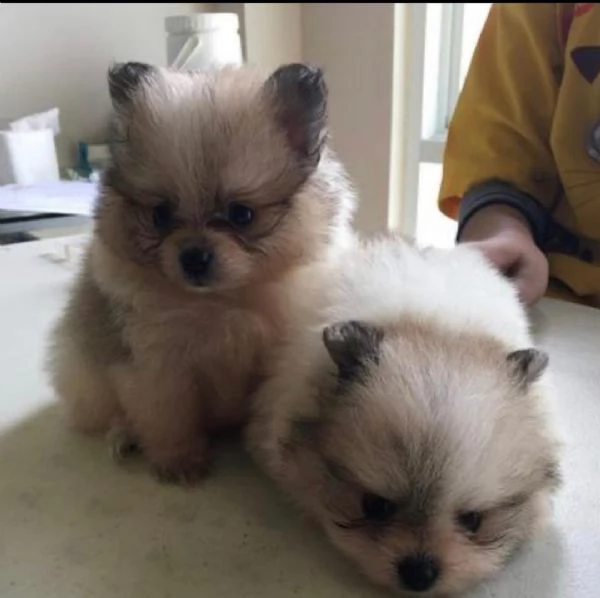 Cuccioli carini di Pomerania in vendita