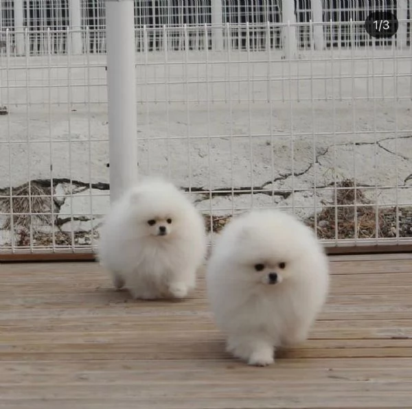 Cuccioli sani di Pomerania pronti per partire | Foto 0