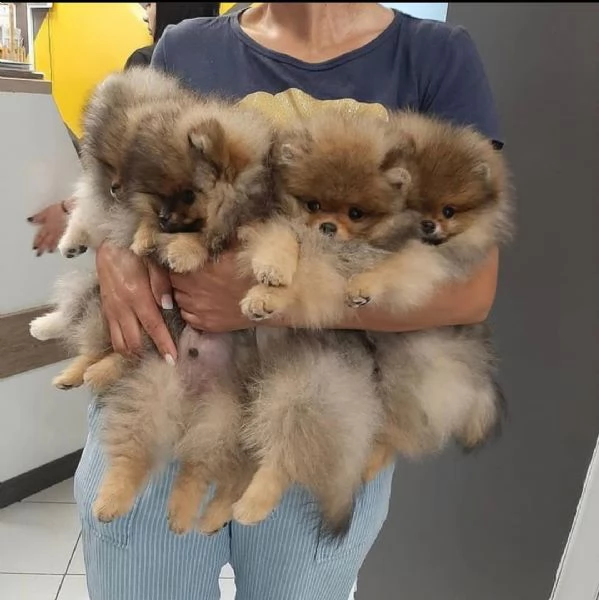 Cuccioli sani di Pomerania pronti per partire