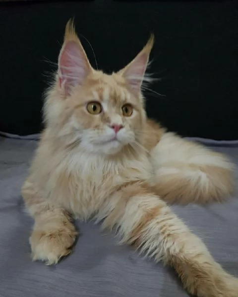 Disponibili Cuccioli di Maine coon!!