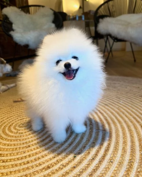 Cuccioli di Pomerania Toy in cerca di adozione