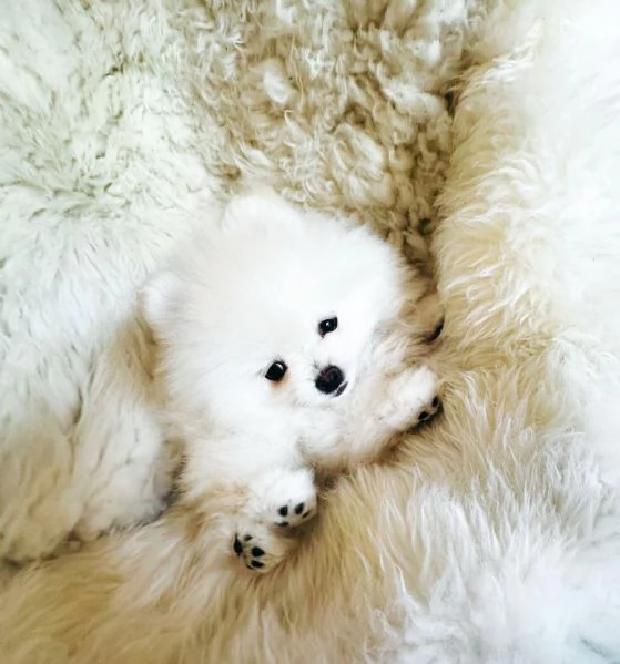 Cuccioli di Pomerania Toy in cerca di adozione | Foto 0