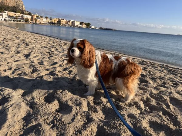 Splendidi cuccioli di cavalier king