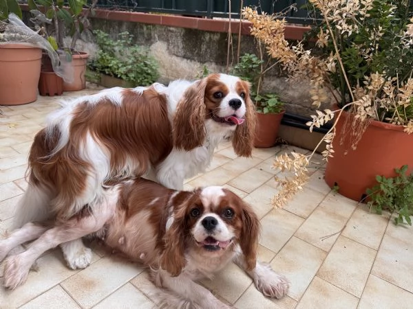 Splendidi cuccioli di cavalier king | Foto 2