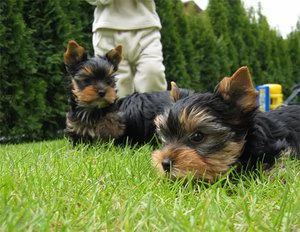 Vendo cuccioli di Yorkie maschi e femmine | Foto 0