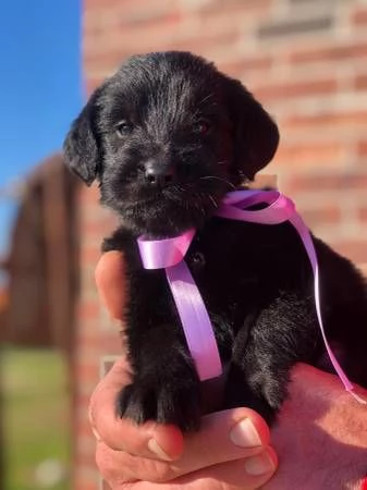 Cuccioli di labrador in vendita