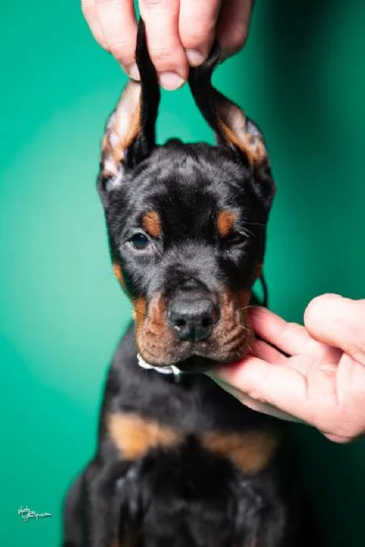 Cuccioli di Dobermann in vendita | Foto 3