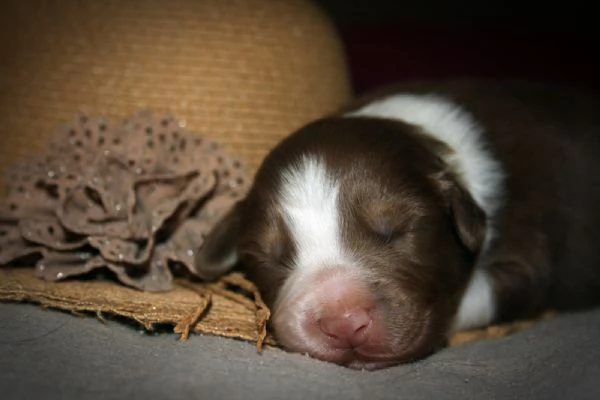 Cuccioli Australian Shepherd pastore australiano  | Foto 6