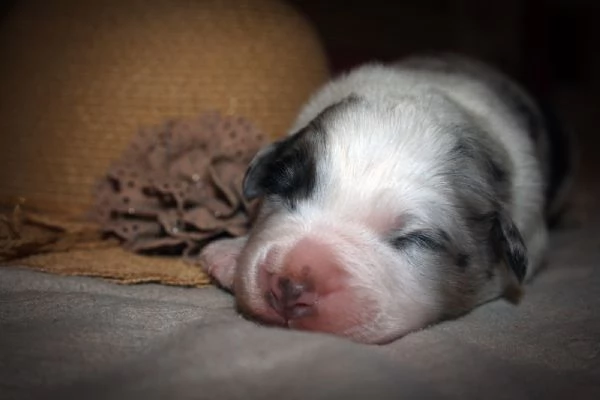 Cuccioli Australian Shepherd pastore australiano  | Foto 4