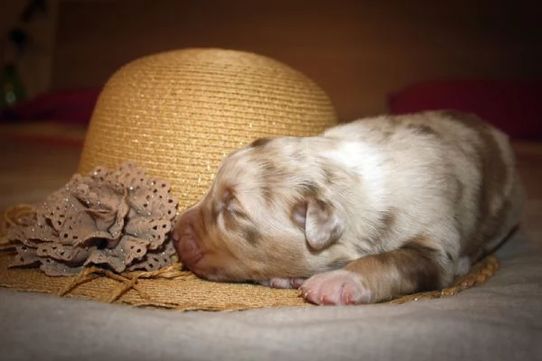 Cuccioli Australian Shepherd pastore australiano  | Foto 2