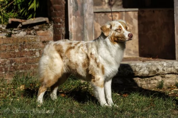 Cuccioli Australian Shepherd pastore australiano  | Foto 1