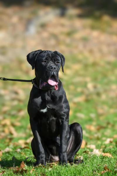 Cucciola di Cane Corso in vendita