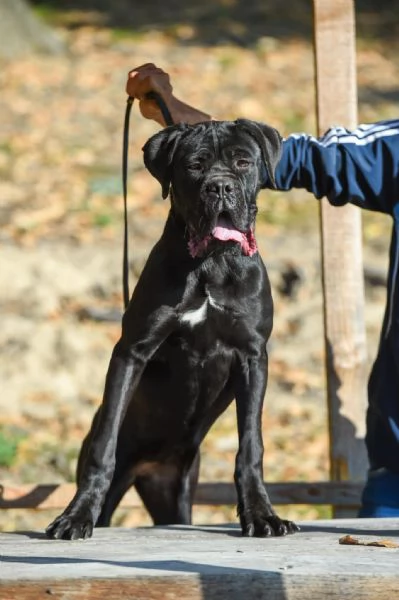 Cucciola di Cane Corso in vendita | Foto 2