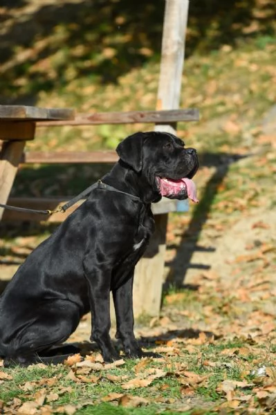 Cucciola di Cane Corso in vendita | Foto 1