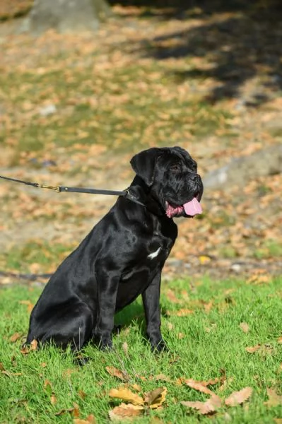 Cucciola di Cane Corso in vendita | Foto 0