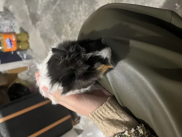 Cavia peruviana in regalo | Foto 0