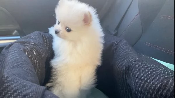 Bellissimi cuccioli di Pomerania Toy maschi e femmine in cerca di adozione | Foto 6