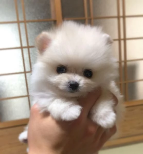 Bellissimi cuccioli di Pomerania Toy maschi e femmine in cerca di adozione | Foto 5