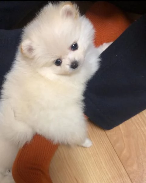 Bellissimi cuccioli di Pomerania Toy maschi e femmine in cerca di adozione | Foto 4