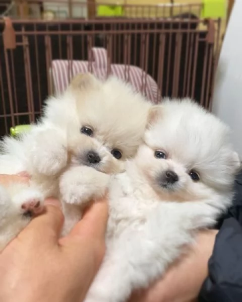 Bellissimi cuccioli di Pomerania Toy maschi e femmine in cerca di adozione | Foto 3