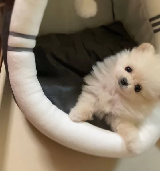 Bellissimi cuccioli di Pomerania Toy maschi e femmine in cerca di adozione | Foto 1