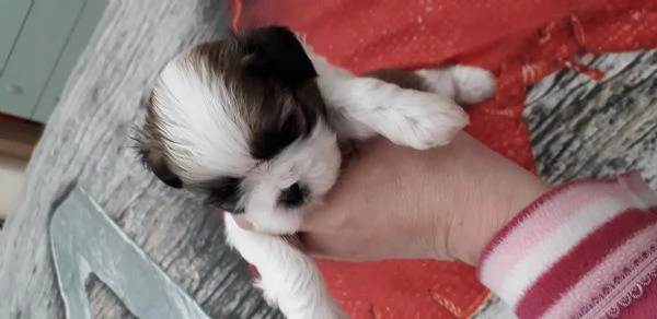 Cuccioli  shih tzu 