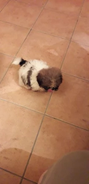 Cuccioli  shih tzu  | Foto 1