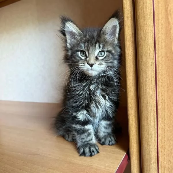 bellissimi gattini di razza pura maine coon pronti ora | Foto 7