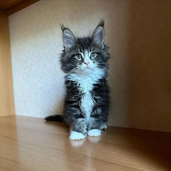 bellissimi gattini di razza pura maine coon pronti ora | Foto 6