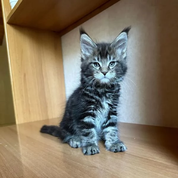 bellissimi gattini di razza pura maine coon pronti ora | Foto 5