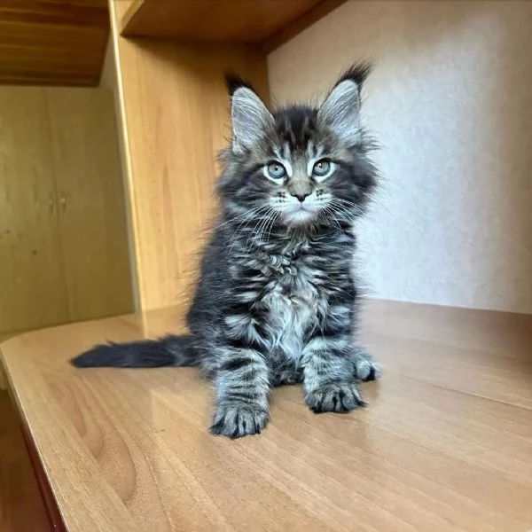 bellissimi gattini di razza pura maine coon pronti ora | Foto 3