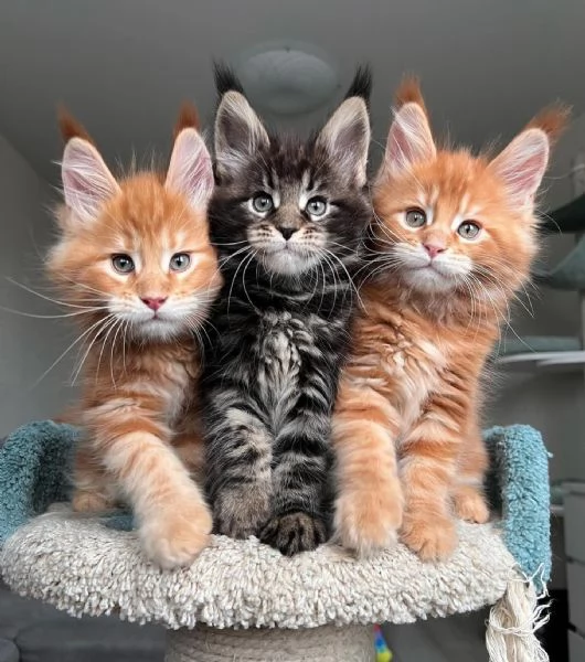 bellissimi gattini di razza pura maine coon pronti ora | Foto 2