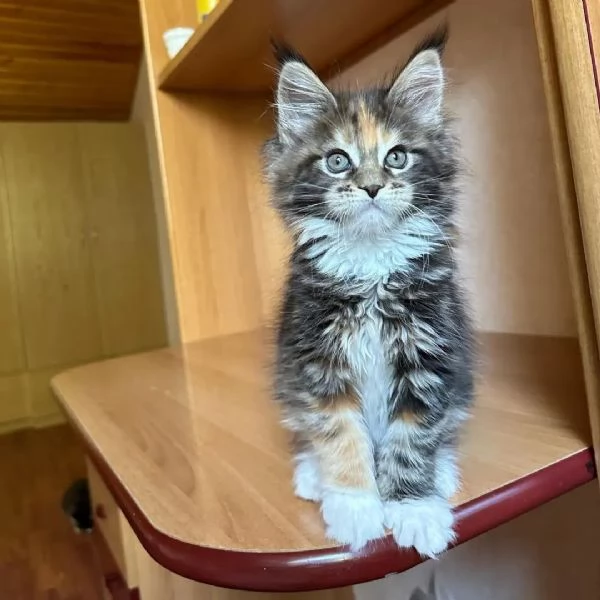 bellissimi gattini di razza pura maine coon pronti ora | Foto 1