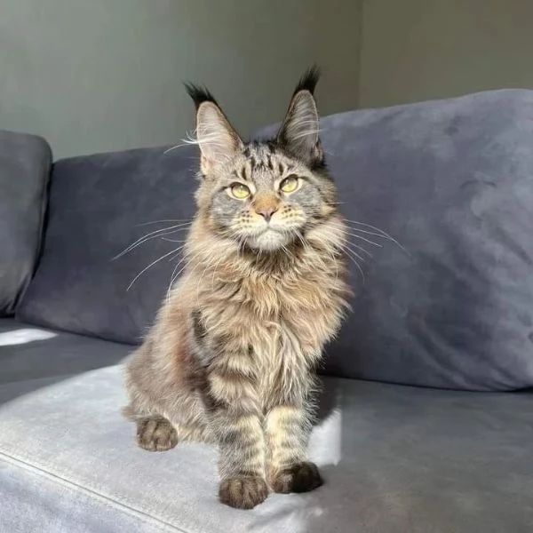 gattini di razza maine coon in vendita | Foto 6